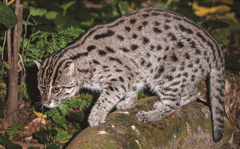 Secrets of the World’s 38 Species of Wild Cats – National Geographic ...