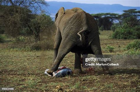 Giving Birth To An Elephant Photos and Premium High Res Pictures - Getty Images