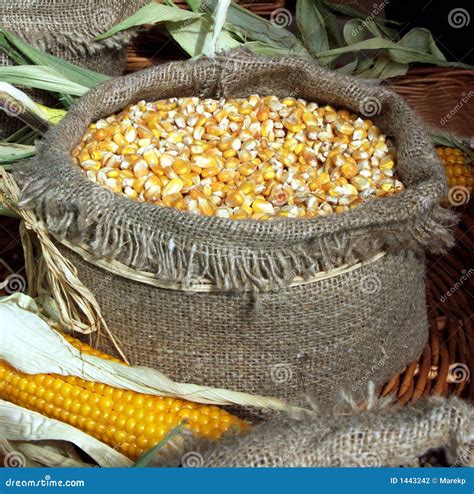 Maze corn in sack stock photo. Image of yellow, harvest - 1443242