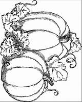 Adult Coloring Autumn Pages sketch template