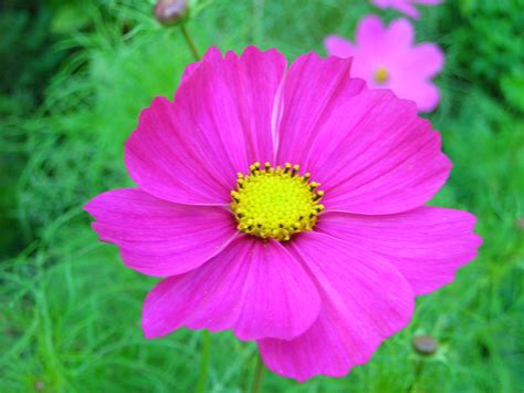 purple cosmos | My flower, Plants, Flowers