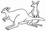 Free Printable Kangaroo Coloring Pages For Kids sketch template