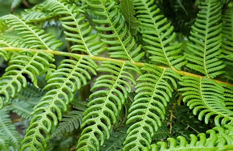 Cyathea cooperi – Ausemade