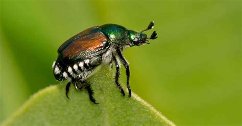 Everything You Need to Know About Japanese Beetles