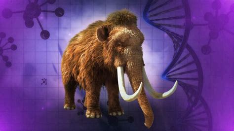 Should Scientists Create A Woolly Mammoth Clone?