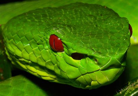 Chinese Green Tree Pit Viper (Trimeresurus popeiorum, Crotalinae ...