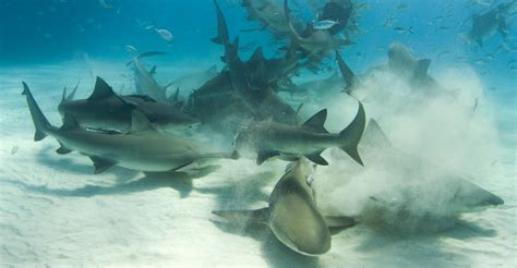 Dozen-Shark Feeding Frenzy Caught in Panama City Beach | Shark Week | Discovery