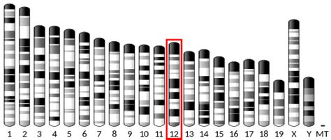 Aldehyde dehydrogenase 6 family, member A1 - Wikipedia