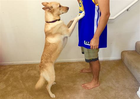 How To Stop Your Dog From Jumping Up On People | All Things Pups®