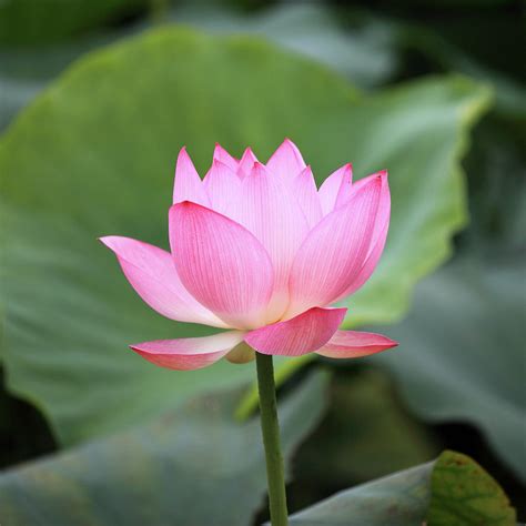 Lotus Flower by Real444