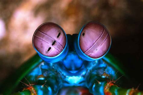 Eyes of the Mantis Shrimp - Colours and Hexnocular Vision