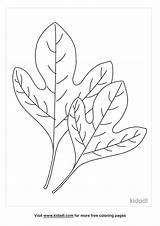 Sassafras Leaves Coloring Page  Kidadl sketch template