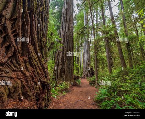 Boy Scout Trail through the redwoods, Jedediah Smith Redwoods State Park, Redwood National Park ...