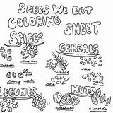 Seeds Coloring Page sketch template