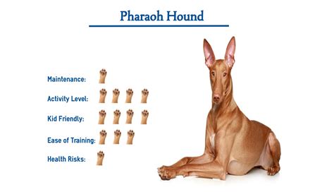 The Pharaoh Hound Dog Breed… Everything You Need to Know at a Glance!