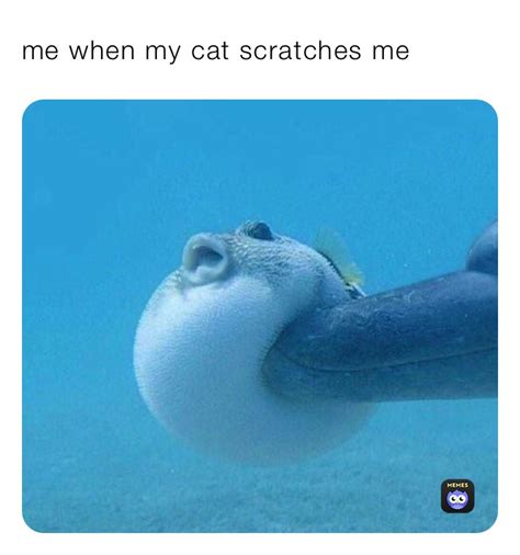 me when my cat scratches me | @lonk6.0 | Memes