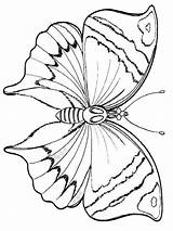 Coloring Vlinder Fluturi Schmetterling Farfalle Disegni Vlinders  sketch template