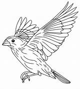 Eastern Bluebird sketch template