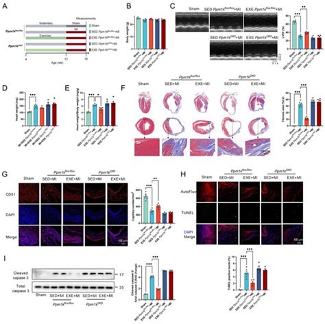 Cells | Special Issue : Mitochondrial Dysfunction in Aging and ...