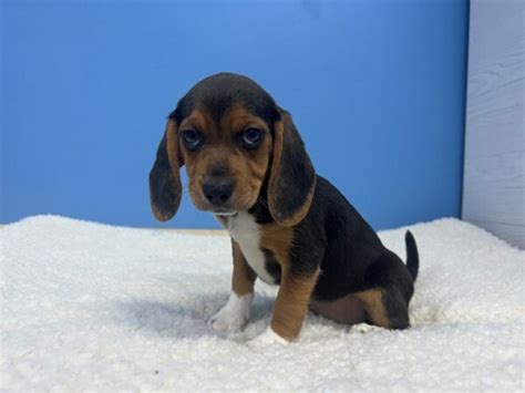 Beagle Puppies For Sale – Petland Batavia, Illinois