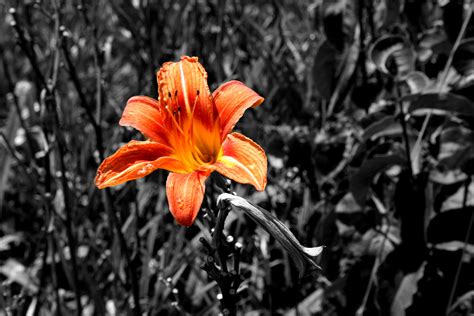 Tiger Lily Free Stock Photo - Public Domain Pictures