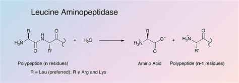 Leucine Aminopeptidase - Worthington Enzyme Manual | Worthington ...