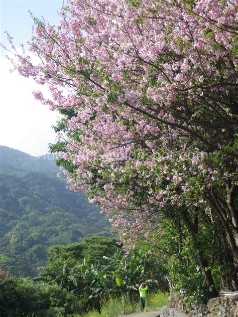 Travel the World: Taiwan Cherry Blossoms 2022 Ultimate Travel Guide: When, Where, How to go ...