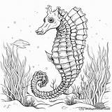 Realistic Seahorse Coloring Page sketch template
