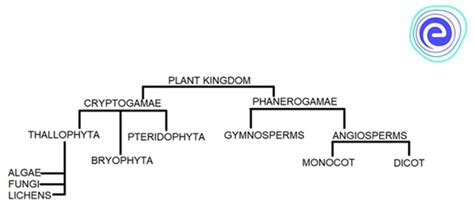 Kingdom Plantae: Definition, Classification and Examples - Embibe