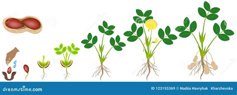 Cycle of Growth of a Plant of a Peanut Isolated on a White Background. Stock Vector ...