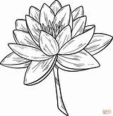 Water Lily coloring Page  Free Printable Coloring Pages sketch template
