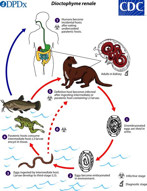 Parasitic Nematode Life Cycle