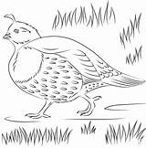 California Quail coloring page  ColouringPages sketch template