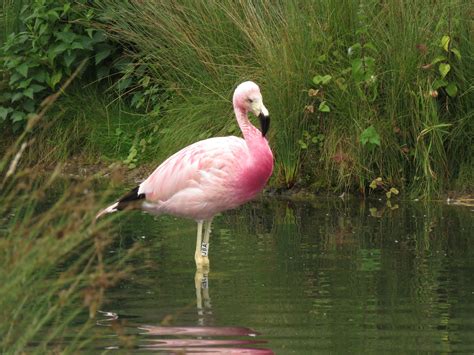 Andean Flamingo | Flamingo, Childrens illustrations, Slimbridge