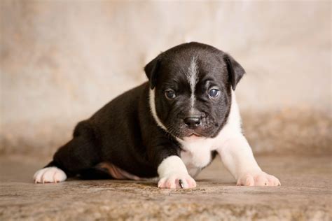 Staffordshire Bull Terrier Wallpapers Hd