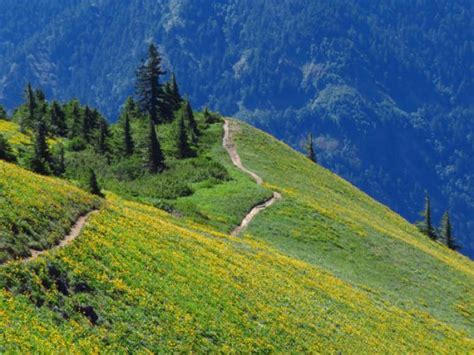 The Best Hiking Trails Near Portland, Oregon - VanLife on News Collection