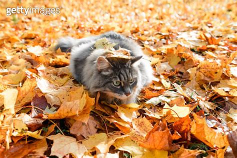 Gray fluffy cat in autumn foliage. Hunter in disguise. Portrait of a Siberian cat outdoors 이미지 ...