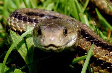 Snake Face Photograph by Bruce W Krucke - Fine Art America