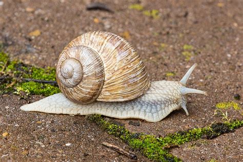 Gratis foto: Snigel, Skal, Crawlning, Mollusk - Gratis bild på Pixabay - 1330766