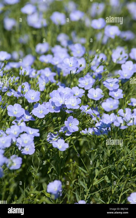 Linseed flower High Resolution Stock Photography and Images - Alamy