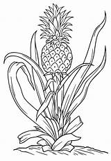 Free Printable Pineapple Leaves Coloring Page Sheet And Picture For  sketch template