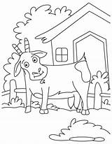 Pygmy Goats Coloring Page  Nation sketch template