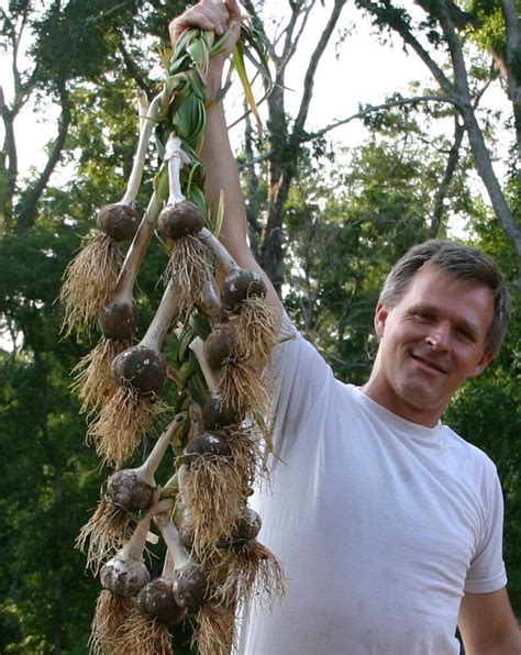 When Is the Right Time To Harvest Garlic? - Garden.org