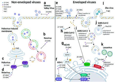 Mechanisms of oxysterol action in viral infections. Oxysterols have ...