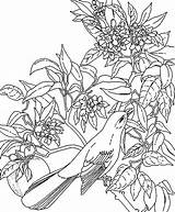 Amazon Rainforest Coloring Pages Print Free sketch template