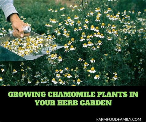 Growing & Caring for Chamomile Herb Plants