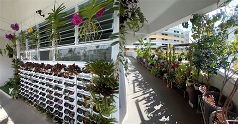 Neatly arranged Potong Pasir HDB corridor garden wins praise from internet & neighbours ...