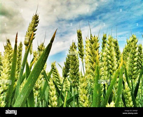 Cereal crop growing in June UK Stock Photo - Alamy