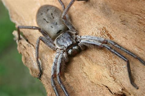 Giant huntsman spider: The largest spider by leg span | Live Science