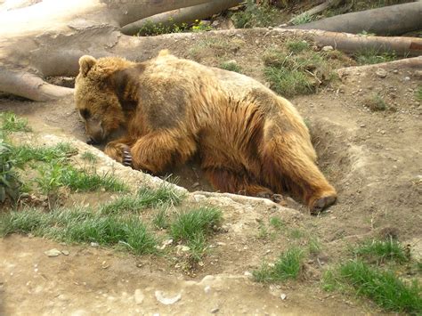 Brown Bear Zoo Predator - Free photo on Pixabay - Pixabay